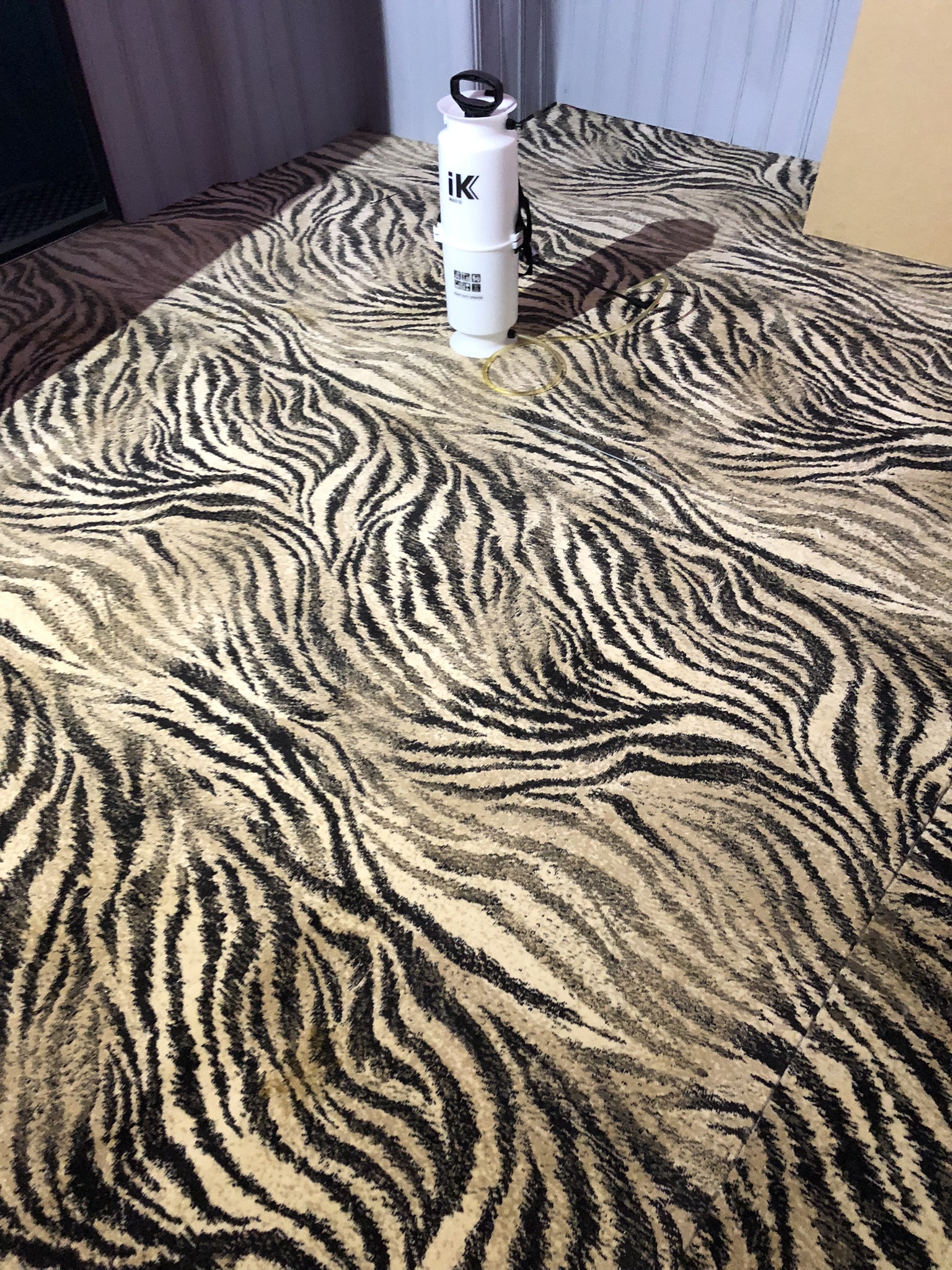Loose zebra-pattern carpet prepared for treatment