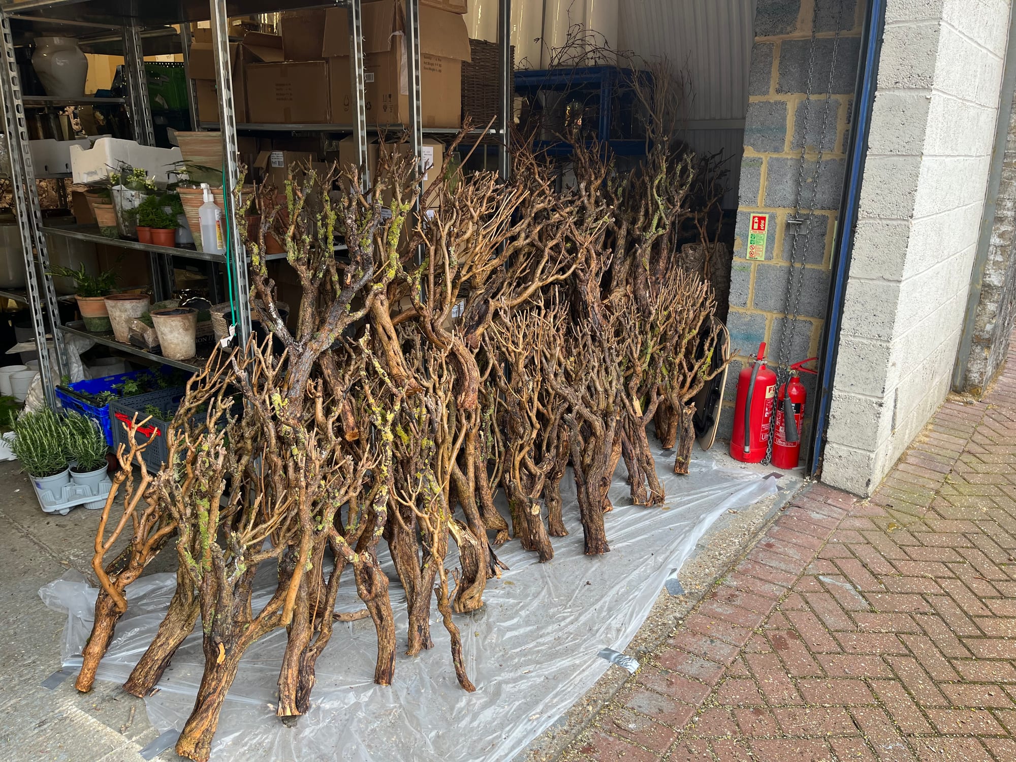 Natural branches arranged for specialist treatment before a restaurant installation