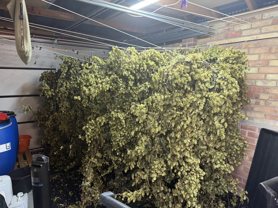 Dried hops hanging in the Fire Proofing Ltd workshop for a West End private club