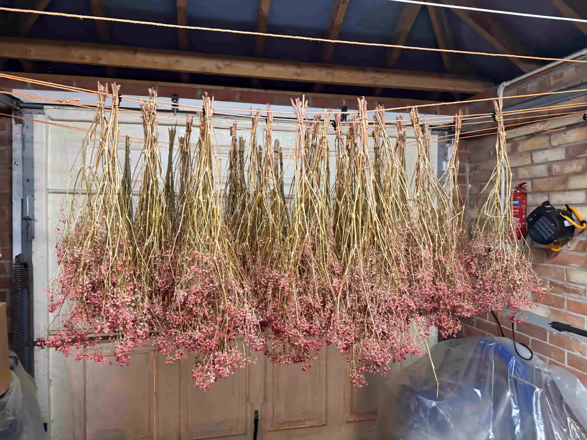 Pink dried flower bunches hanging after fire retardant treatment