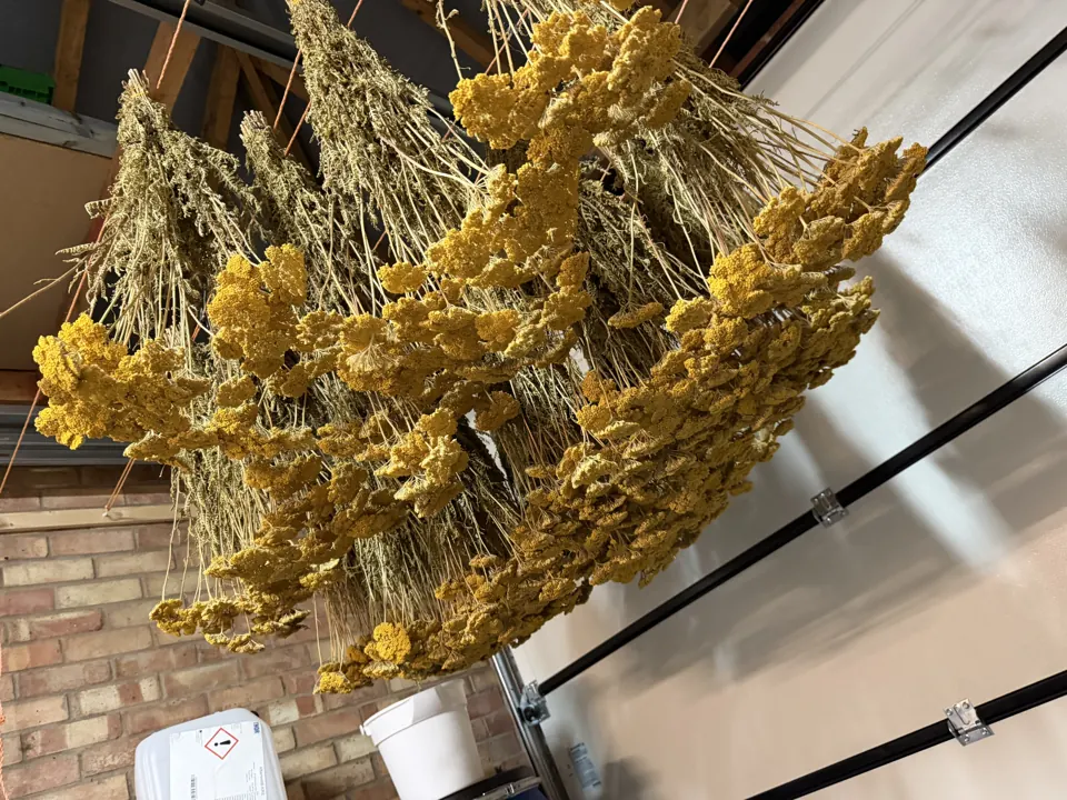 Bunches of yellow yarrow hanging in the Fire Proofing Ltd workshop for a restaurant